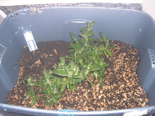 ANother shot OF the Re Veg at 15 days Starting to pick up