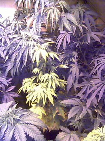 ...with other plants - for reference