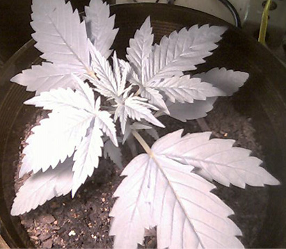 From Sensiseeds indoor mix - what the hell is it?  I dont care as long as its BuddhaKindDeliciosa... I have about 10 around this size...its a few weeks old...I dont keep track of time...then there are maybe ten medium size (relative to this size) ones and the rest are smaller...should be able to sex from pre-flowers in another week or so and cut out some of the excess...it isn't really white - thats just the low end digicam I was using....