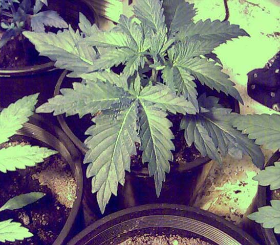 Almost looks like some kind of vegetable