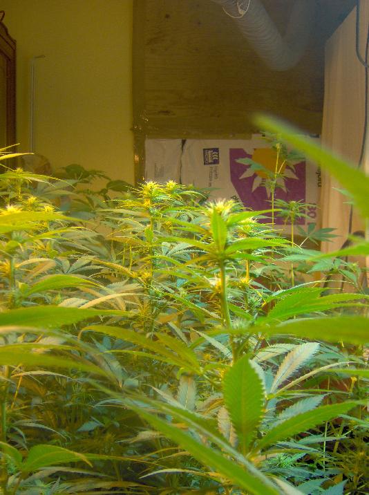 The smell is great. Man how I wish Cannabis was legal. 
