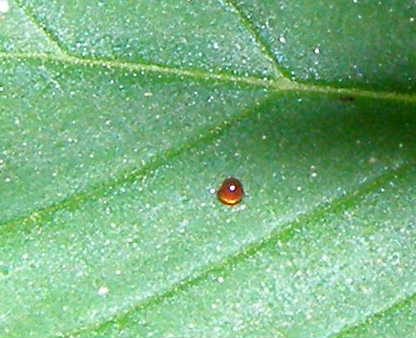 Close up photo of little red growths or whatever the heck they are