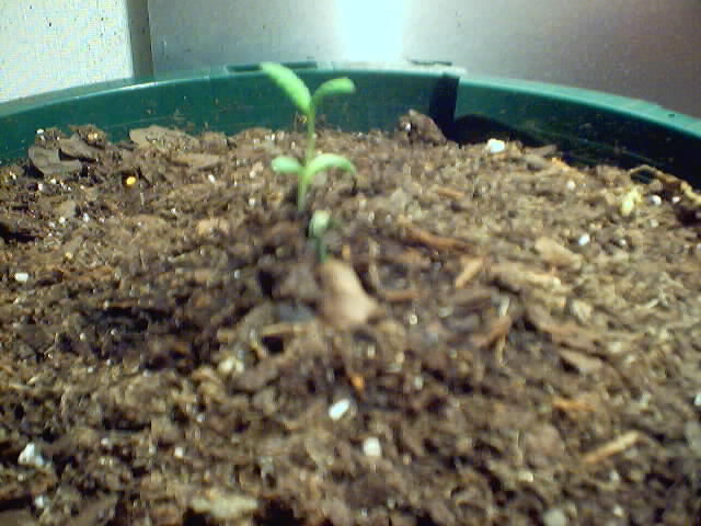New seedling, A little blurry but will get better