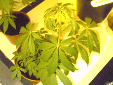 2nd clone i took from motherplant.sweet!