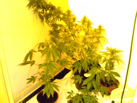 four plants