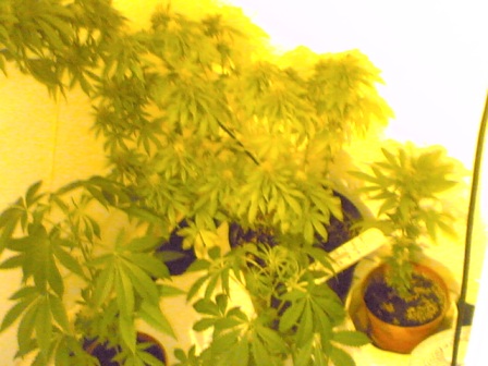 more pix of the garden