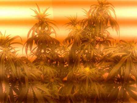 This is my one LST trained plant thats in the other pictures under my 600w hps lights,if THIS doesnt convince you of using LST on your plants then nothing will!!!Look at the multiple(6 main ones+another 6 not far behind!)top colas.Can you spot the real one?(original top cola)Its NOT the tallest but it is the most dense,from a distance its hard to tell but close up you can tell easy due to the LST marks.In this pic im pretty sure the top cola (original)is the one at the very back.