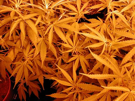 :) Another foliage-full shot!