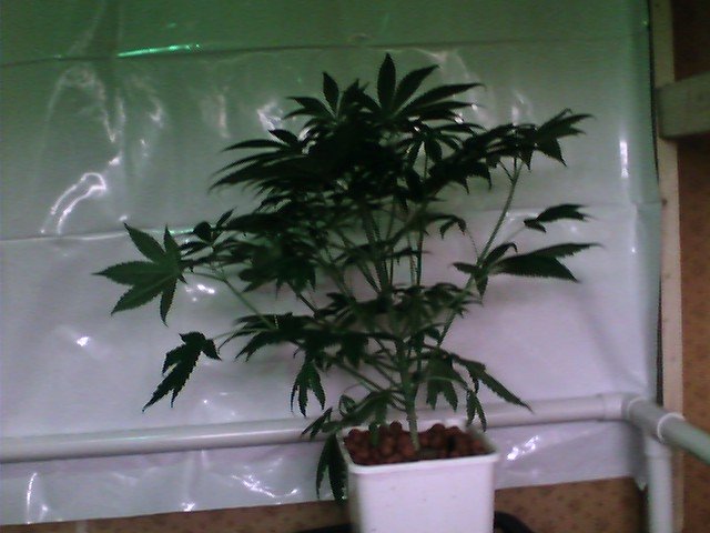 All my widows are looking great.