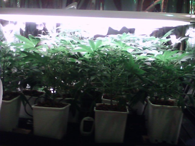 This is my sea of green.