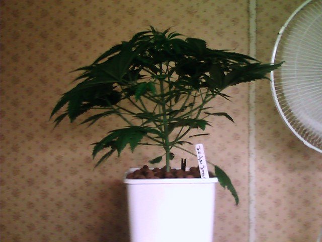 She is awhole 13 1/2 inches tall and so bushy looking. She has 12 branches growing with all kinds of tops growing out and up.