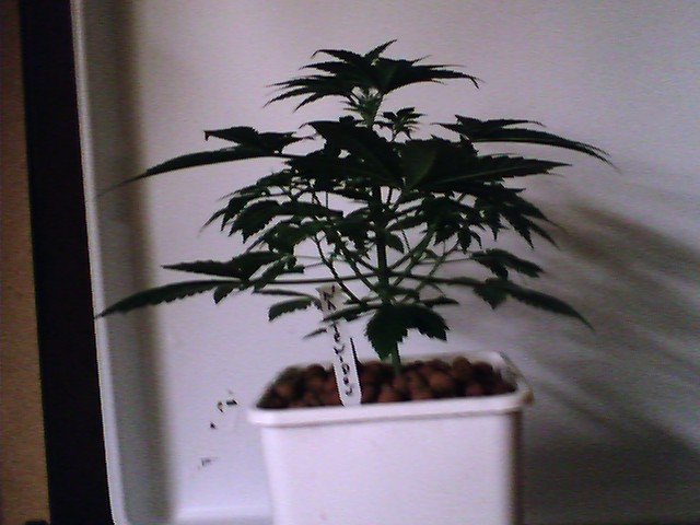 This one is 10 inches and it's only a month old, not bad for my first time. i must be doing somthing right