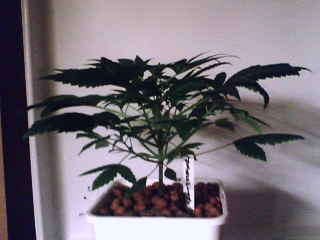 one month old and looking way cool. Hoping it a girl, this one is 9 1/2 inches tall and it's getting a thick stemed, bushier and growing fast.