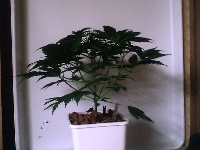I hope it's a girl. This one is also close to the 14 inch mark as well. I can count at least 7 top, or branches. She will be a heavy yielder.