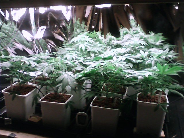 I only have 10 plants, and hoping to clone about 16 babies to flower soon. just three more weeks and I can start my first cloning, for sex.