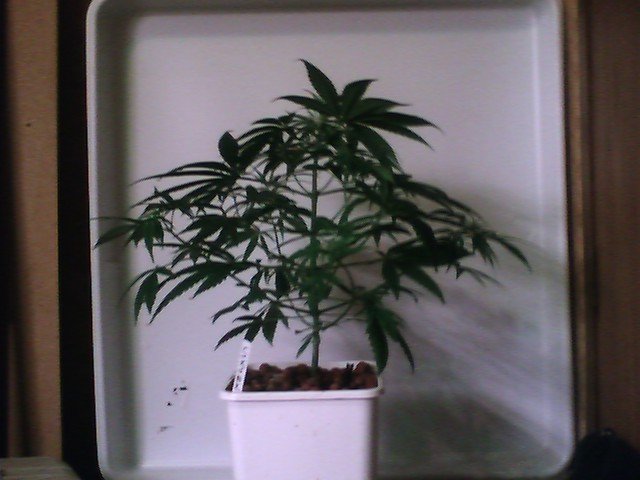 This one is 14 inches now, it was only 10 inch last week. It's my only seed that sprouted.