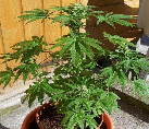 weed
