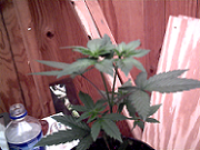 this one naturaly has 2 tops, i dont no but i like it, its a lot bushyer than the other 2..