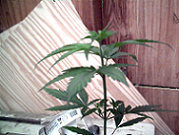 this one has nothing wrong with it yet, but i just tooped it hoping to be able to get clones faster