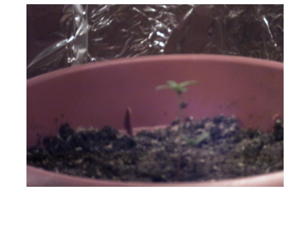 hmmmmm who said u cant grow with a ge clear light its only 4k lumens and 3 of the plants sprouted i gotta put the 1 in another bucket