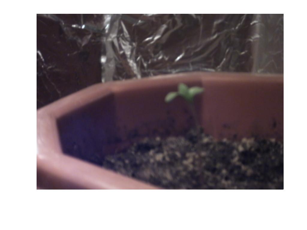 this is a diff plant my other one came out the ground and 4 days later overnight this one comes up and is now bigger than the first one