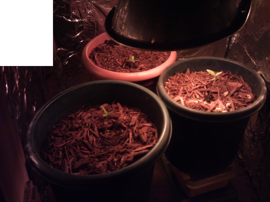 put all the plants well i had 2 in 1.....another 1 came up and now transplanted into their own pots got some peat moss and red mulch for them.... their going to grow big and strong...  :)