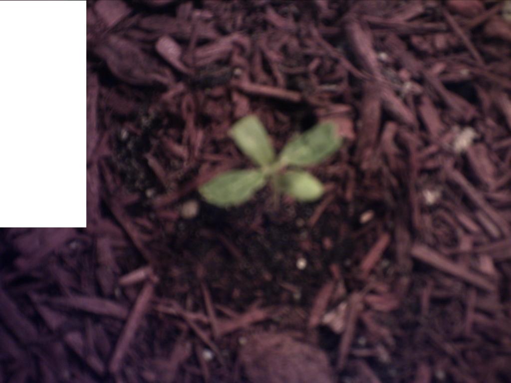 the leaves look weird on this plant and its not really growing any......