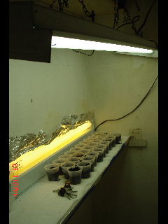 this is the same space Im growing in now but this is how it looked before the HPS and before the mylar on the walls.