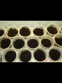 potting soil and some little seedlings