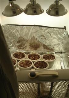 My grow room from afar