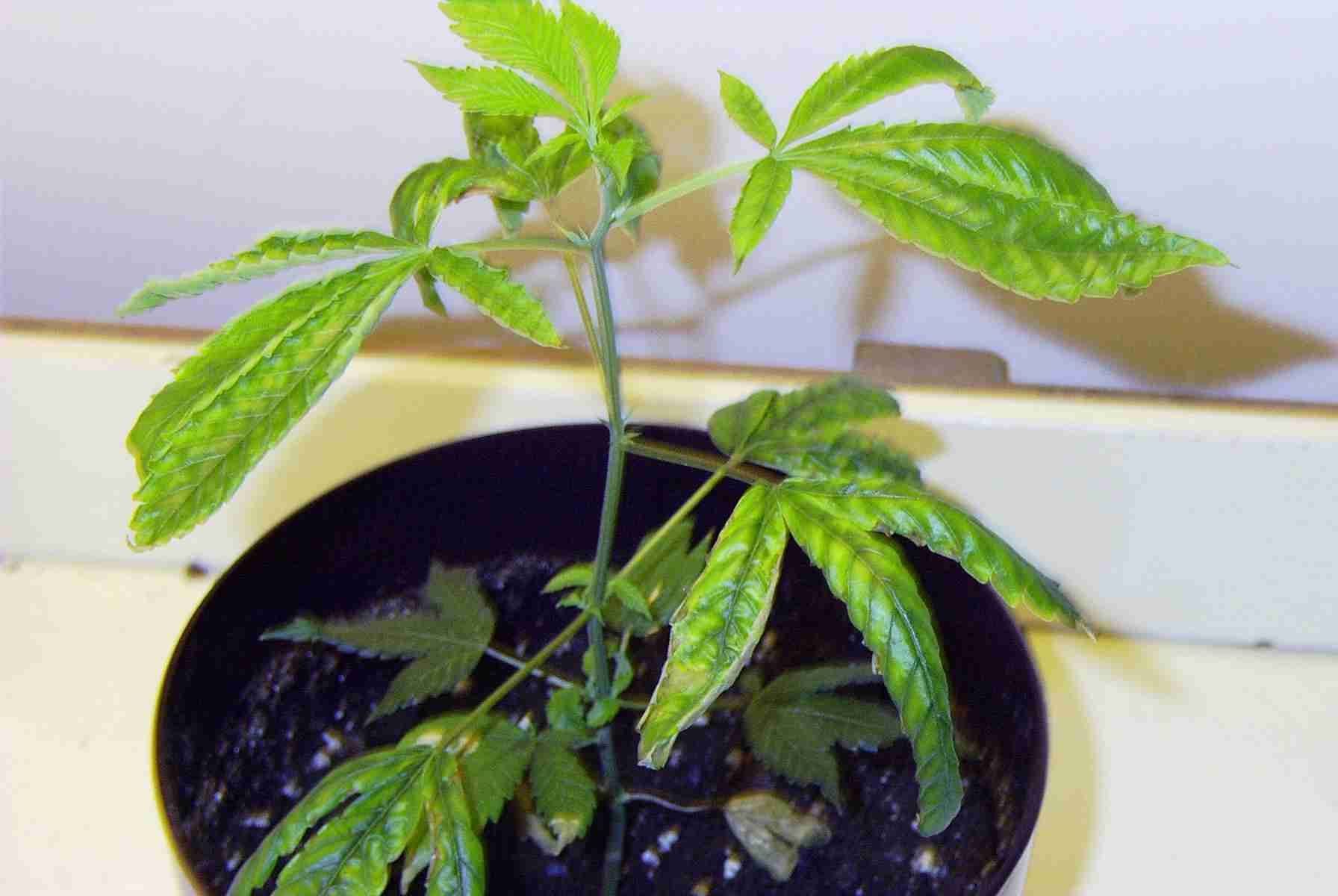 semi up-close on dying clone