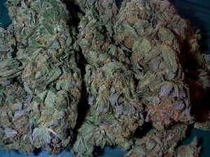 one of my very first buds from my one and one only attempy before this first proper time growing 4... well now its 3 for my 250wHPS system and WHAT A DIFFERENCE...3 from 4...as i gave 1 away and i think it was male anyway...lol