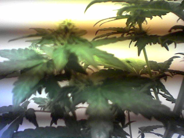 MOST RECENT PIC'S OF MY BUDZ AS I CAN SHOW JUST NOW, AS IVE NOT GOT A PROPER CAM TO USE FOR TOP QLTY PICS TO SHOW HOW CLOSE THEY ARE NOW AND THE COLOURS IN THEM......