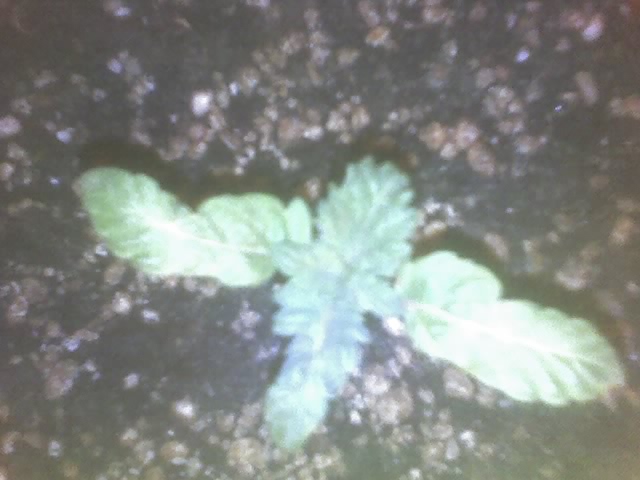 this one did not do too well after i replanted it for first time