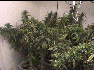 About half of the AK-47's, at 63 days