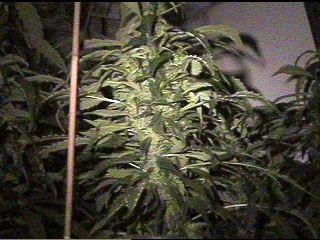 AK-47 cola at 40 days