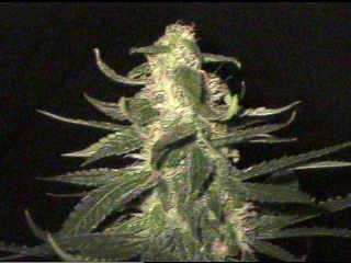 Close up of a garlic cola - 45 days flower