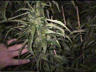Handful 'o' bush! AK-47 51 days