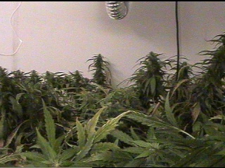Field of Dreams my friends! - 63 dyas