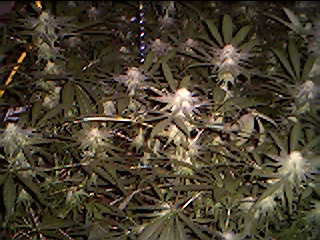 Is that frostbite on the tops of those forming colas?