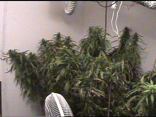 execution in 3 days. Total isolation, no lights for last 72 hours!