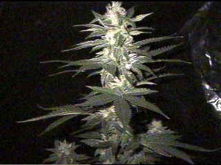 You know, some things from Afghanistan aren't all bad. Garlic Bud, 40 days