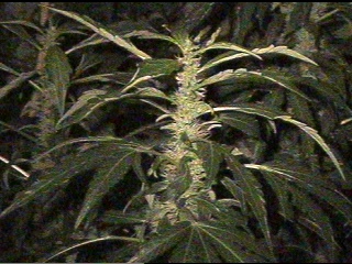 Here is an Ak-47 at 4 weeks flowering