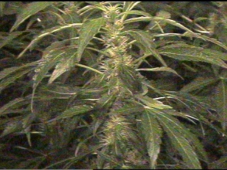 Here is another Ak-47 at 4 weeks flowering