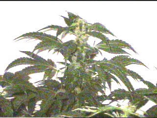 THis is the biggest Ak in the room. She's about 3 ft. here, with a 12