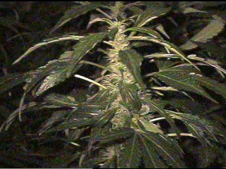 Top of an Ak cola. 4 wks.