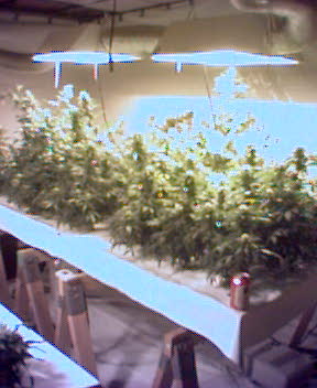 The mad scientist Fruit Punch and Mad Scientist Sativa Selection.