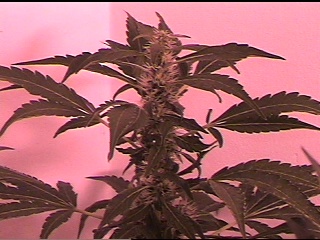 Ak-47 Tower. 4 weeks