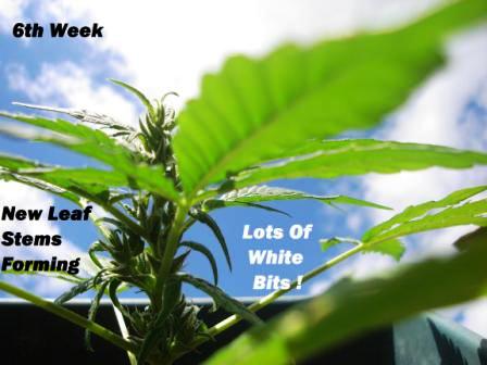 Small Female - Grown In Pot