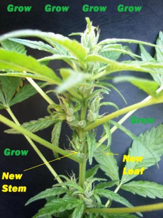 Small Female - Growing